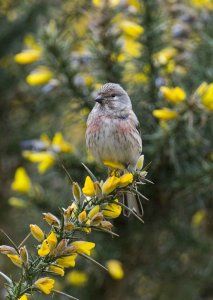 Linnet