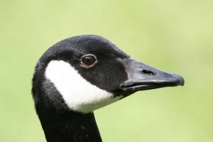 Canada Goose