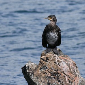 Cormorant