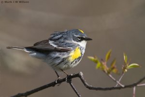 Yellow-rumped Warbler