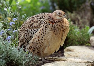 Pheasant (she)