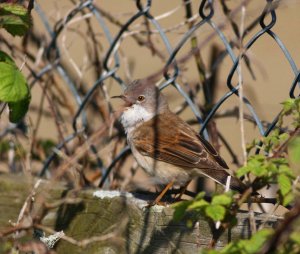 Whitethroat