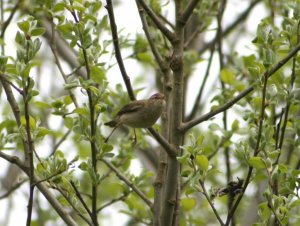 Chiffchaff