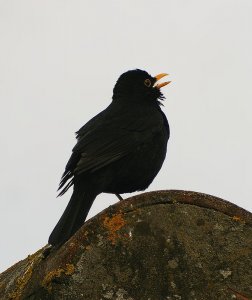Singing Blackbird