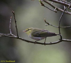 Wood Warbler