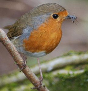 Robin_with_food_