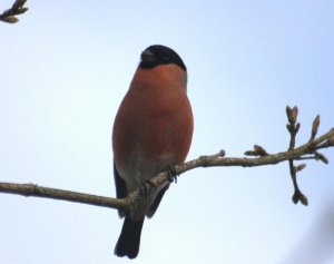 Bullfinch17