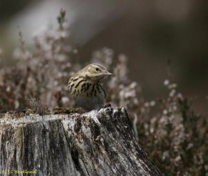 Tree Pipit