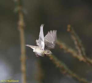 Tree Pipit Flight