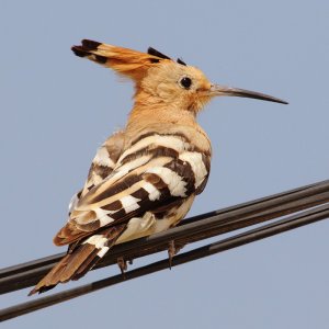 Hoopoe