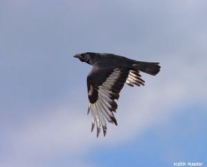 Customised carrion crow