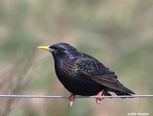 Starling