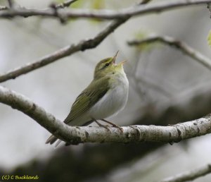 Wood Warbler