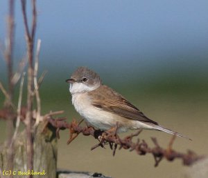 Common Whitethroat