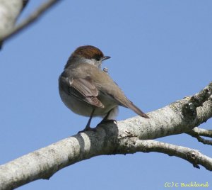 Blackcap