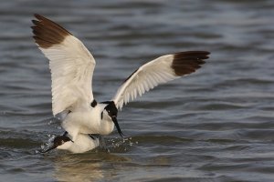 Avocet