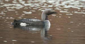 Black throated diver