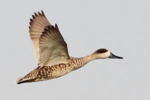 Marbled teal