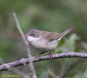 Common Whitethroat