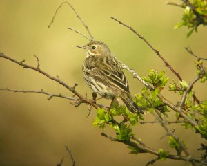 Meadow Pipit