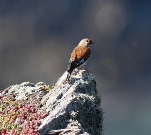 Linnet on the edge