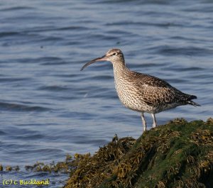 Whimbrel