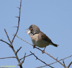 Common Whitethroat