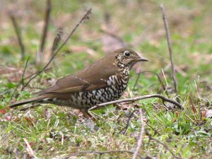 Plain-backed Thrush