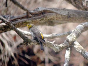 Yellow-rumped Honeyguide