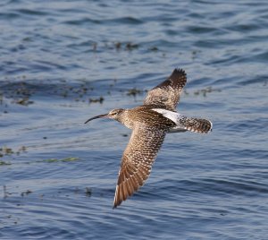 Whimbrel Flight