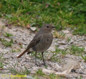 Black Redstart female