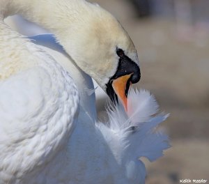 Swan abstract