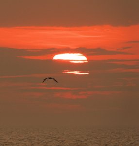 A Lone Gull Passing