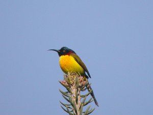 Green-tailed Sunbird