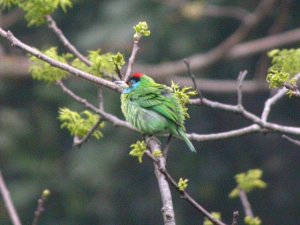 Blue-throated Barbet