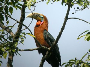 Rufous-necked Hornbill