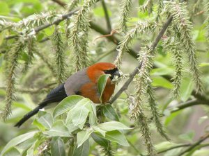 Red-headed Bullfinch