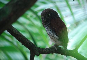 Chestnut-backed Owlet