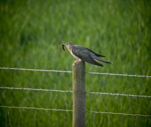 Cuckoo Feeding