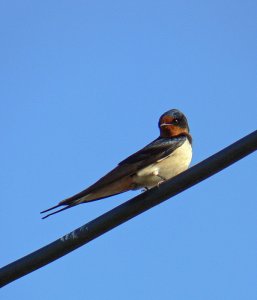 Swallow of North Gower