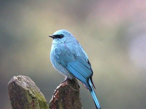 Verditer Flycatcher