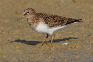 Temminck's stint