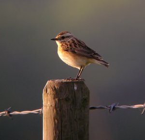 Sunlit Whinchat