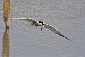 Flying Tern with fish