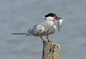 Posing Tern with fish