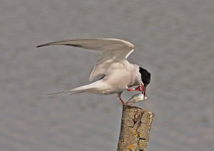 Stretching Tern with fish