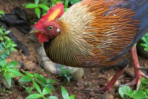 Ceylon Junglefowl