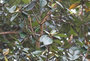 Ceylon Small Barbet