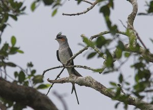 Crested Treeswift