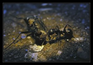 Macro of ant dragging dismembered fly